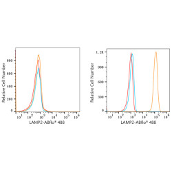 ABflo® 488 Rabbit anti-Human CD107b/LAMP2 mAb