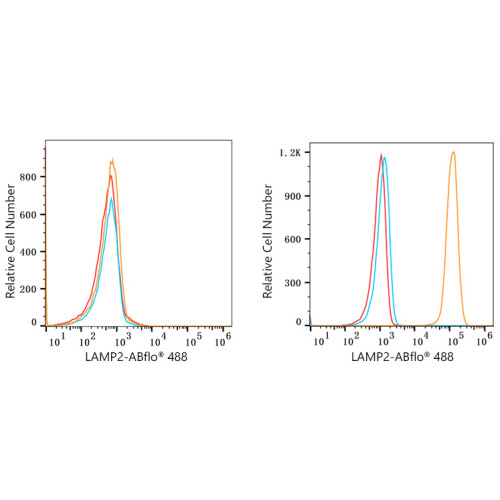 ABflo® 488 Rabbit anti-Human CD107b/LAMP2 mAb