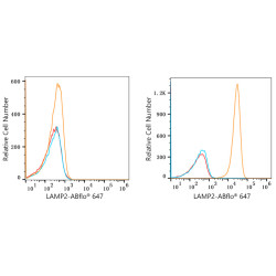 ABflo® 647 Rabbit anti-Human CD107b/LAMP2 mAb