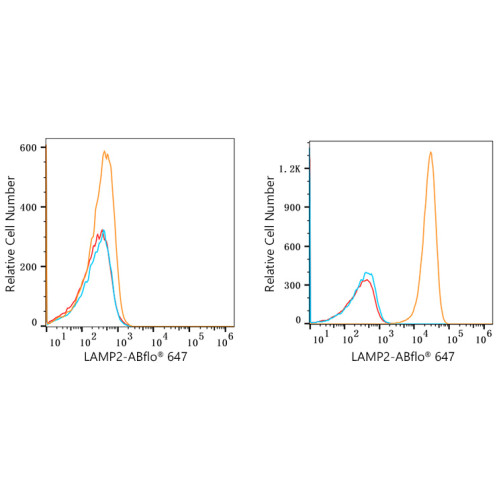 ABflo® 647 Rabbit anti-Human CD107b/LAMP2 mAb
