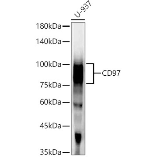 CD97 Rabbit mAb