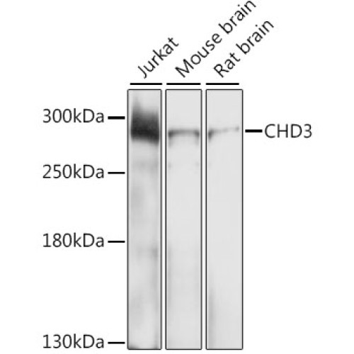CHD3 Rabbit pAb