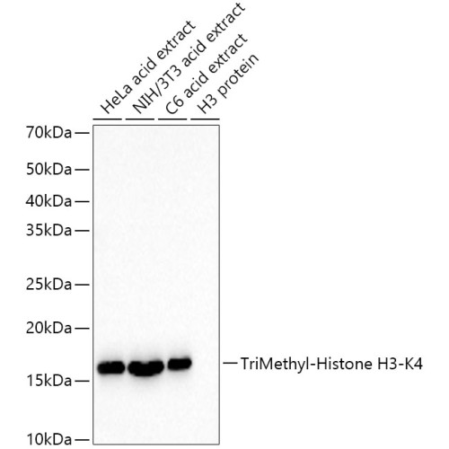TriMethyl-Histone H3-K4 Rabbit mAb