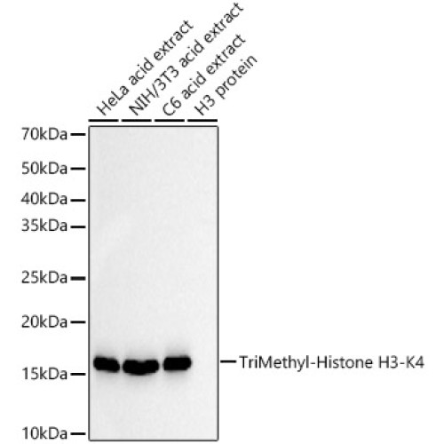 TriMethyl-Histone H3-K4 Rabbit mAb