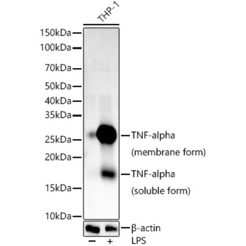 TNF-α Rabbit mAb
