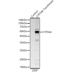 CYP3A4 Rabbit mAb