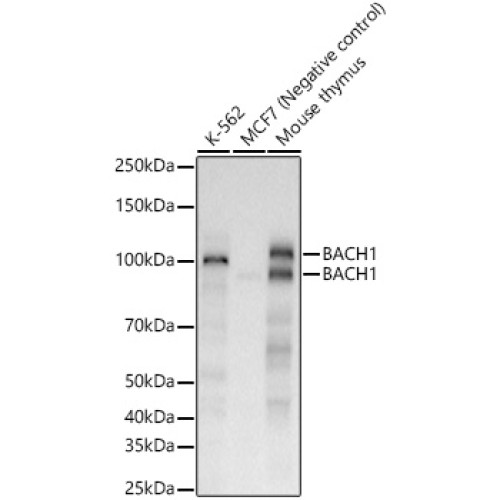 BACH1 Rabbit mAb