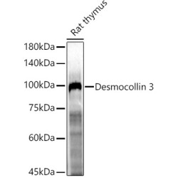 Desmocollin 3 Rabbit pAb
