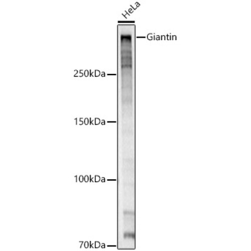 Giantin Rabbit pAb