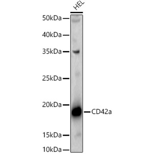 CD42a Rabbit pAb