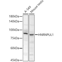 HNRNPUL1 Rabbit pAb