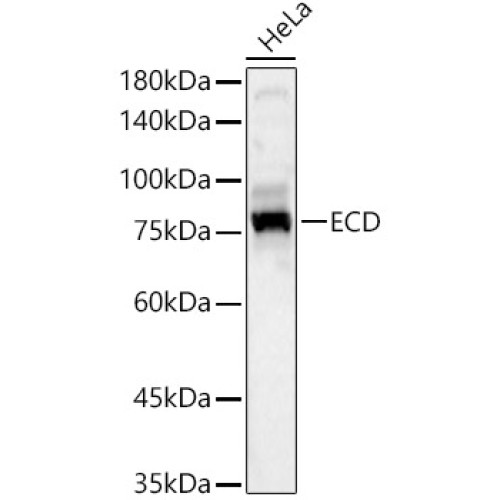 ECD Rabbit pAb