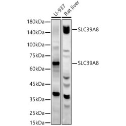 SLC39A8 Rabbit pAb