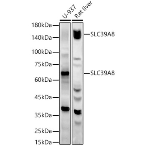 SLC39A8 Rabbit pAb