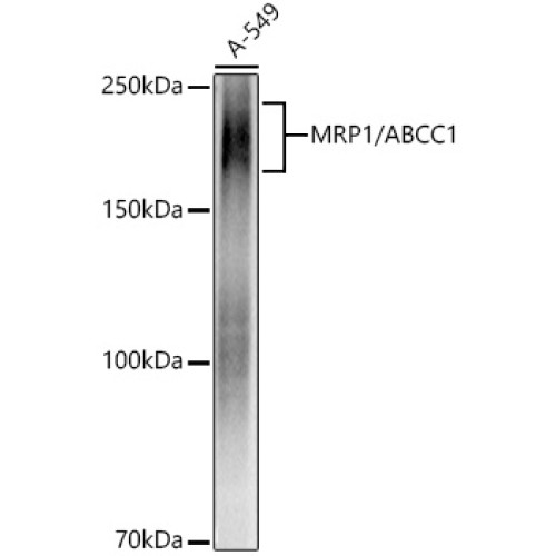MRP1/ABCC1 Rabbit mAb