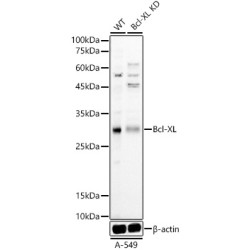[KD Validated] Bcl-XL Rabbit pAb