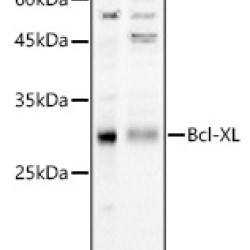[KD Validated] Bcl-XL Rabbit pAb