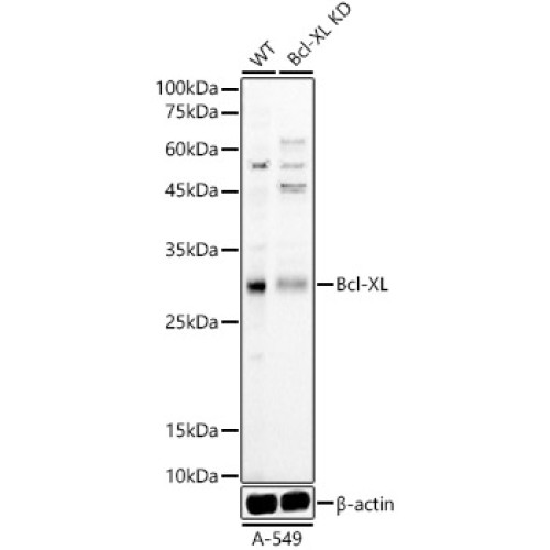 [KD Validated] Bcl-XL Rabbit pAb