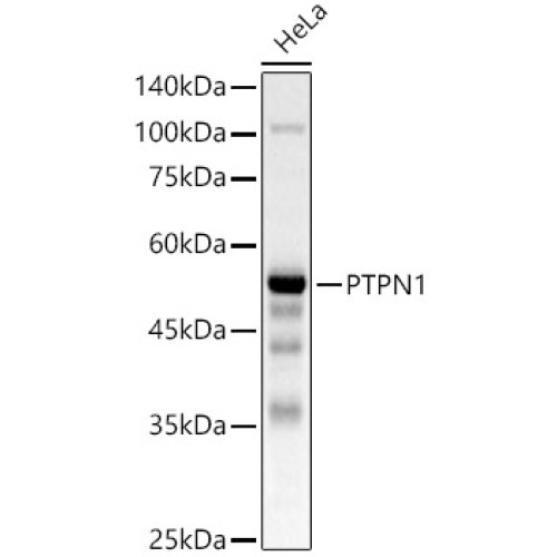 [KO Validated] PTPN1 Rabbit pAb