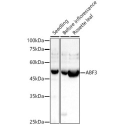ABF3 Rabbit pAb