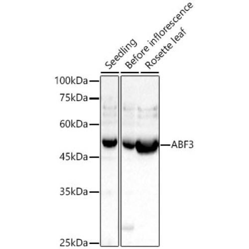 ABF3 Rabbit pAb