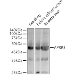 APRR3 Rabbit pAb