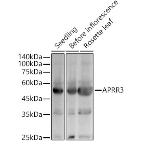 APRR3 Rabbit pAb