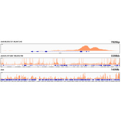 Acetyl-Histone H3-K27 Rabbit mAb