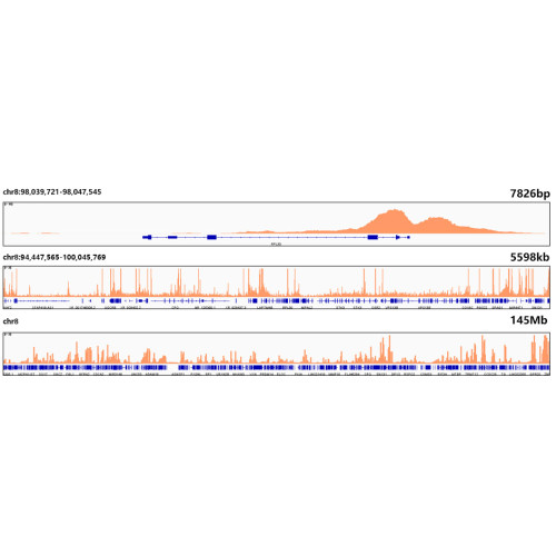 Acetyl-Histone H3-K27 Rabbit mAb