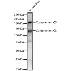 Complement C3 Rabbit mAb