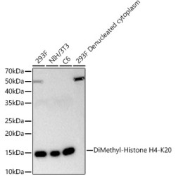 DiMethyl-Histone H4-K20 Rabbit mAb