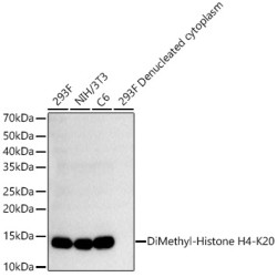 DiMethyl-Histone H4-K20 Rabbit mAb