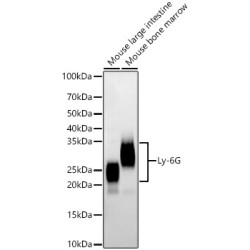 Ly-6G Rabbit mAb