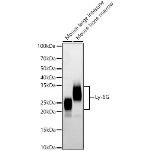 Ly-6G Rabbit mAb