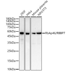 RbAp46/RBBP7 Rabbit mAb