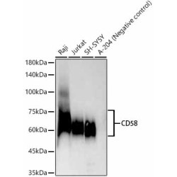 CD58 Rabbit mAb