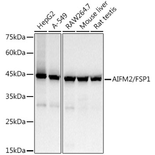 AIFM2/FSP1 Rabbit mAb