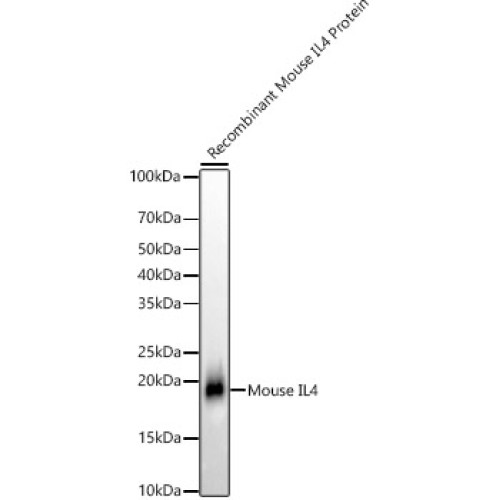 IL4 Rabbit mAb