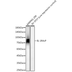 IL-1RAcP Rabbit mAb