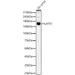 LATS1 Rabbit mAb