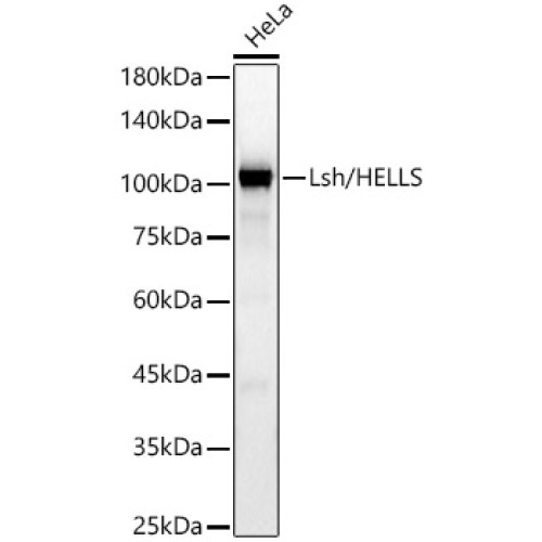 Lsh/HELLS Rabbit mAb