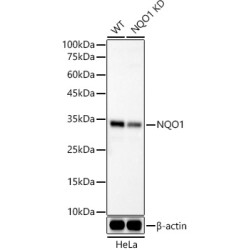 [KO Validated] NQO1 Rabbit mAb