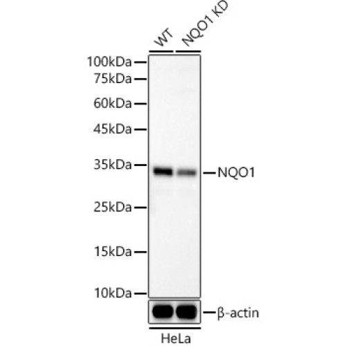 [KO Validated] NQO1 Rabbit mAb