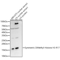 Symmetric DiMethyl-Histone H3-R17 Rabbit mAb