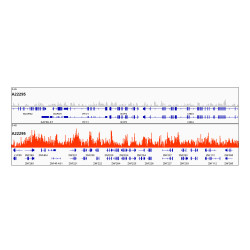TriMethyl-Histone H3-K9 Rabbit mAb
