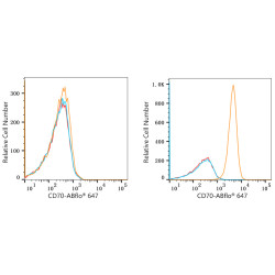ABflo® 647 Rabbit anti-Human CD70 mAb