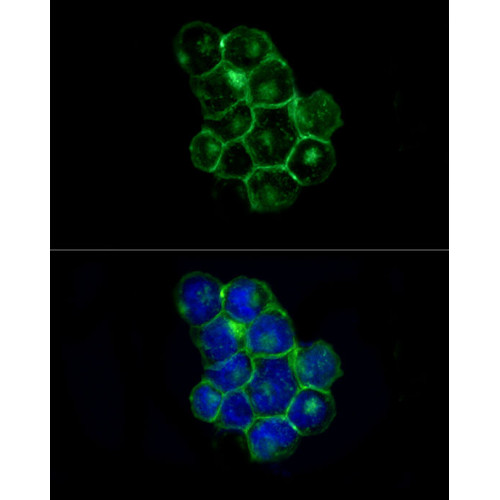 ABflo® 488 Rabbit anti-Human CD225/IFITM1 mAb