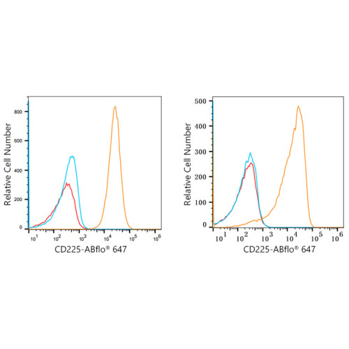 ABflo® 647 Rabbit anti-Human CD225/IFITM1 mAb