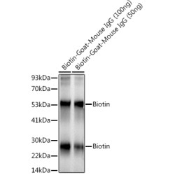 Biotin Rabbit mAb