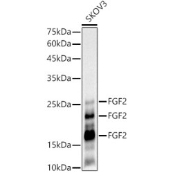 FGF2 Rabbit mAb